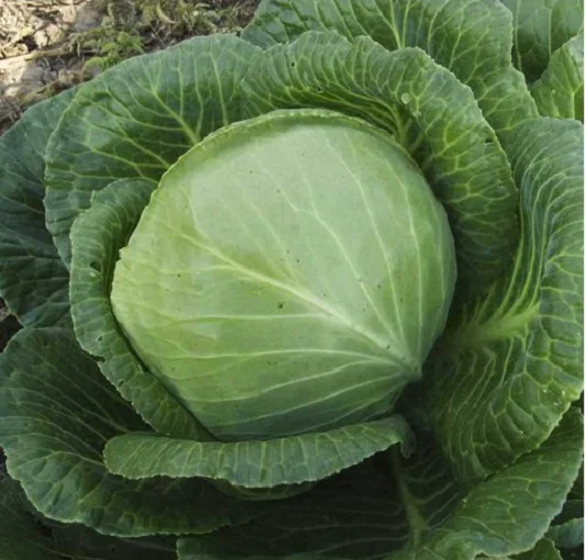Капуста Скіф F1 1000 насіння білокачанна пізня, Tezier - Фото 2
