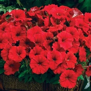 Петуния Рамблин F1 100 дражированных семян красная, Syngenta Flowers