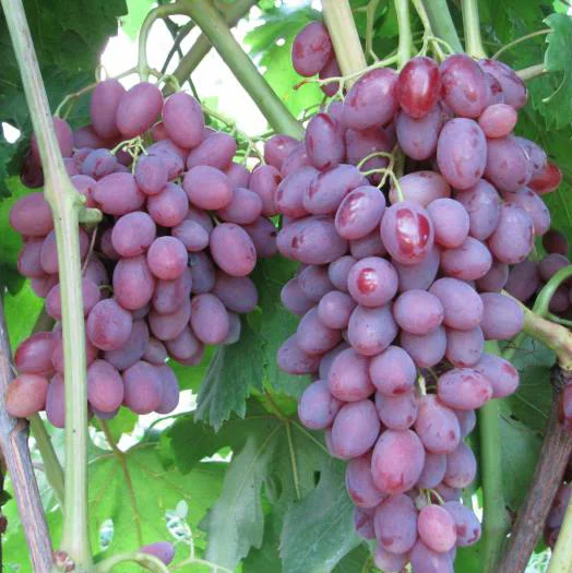 Саженцы винограда Румба