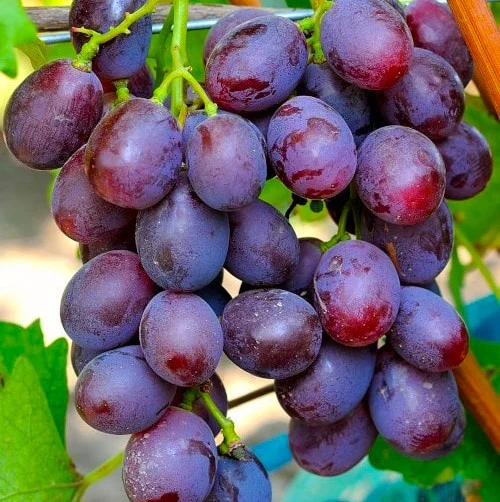 Саженцы винограда Армани