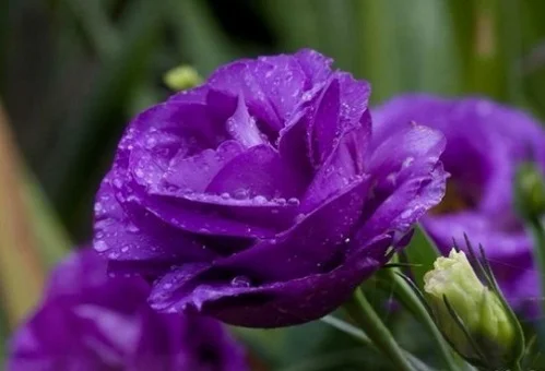 Эустома АВС F1 100 семян крупноцветковая махровая пурпурная, Pan American flowers