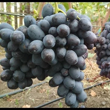 Саженцы винограда Лорано