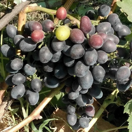 Саженец винограда Натуся