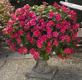 Катарантус ампельный Медитер F1 100 семян темно-розовый, Pan American flowers