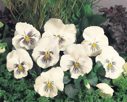 Виола виттрока Кетс F1 100 семян белая, Benary flowers - Фото 2