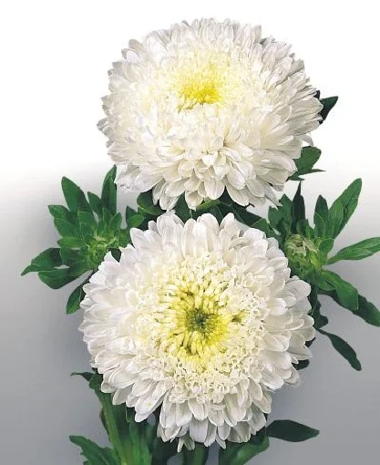 Астра китайская Матадор 1000 семян белая, Benary flowers