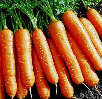 Морковь Колтан F1 400 семян поздняя, Nunhems Zaden - Фото 2