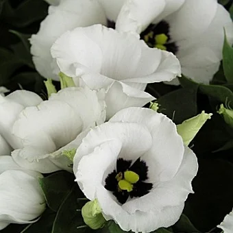 Эустома низкорослая Флорида F1 100 дражированных семян белая, Pan American flowers