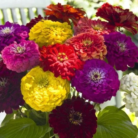 Ціннія елегантна Гіганти Бенарі 100 насіння суміш, Hем Zaden