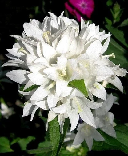 Дзвінок Бельфлер 100 насіння скучений білий, Syngenta Flowers