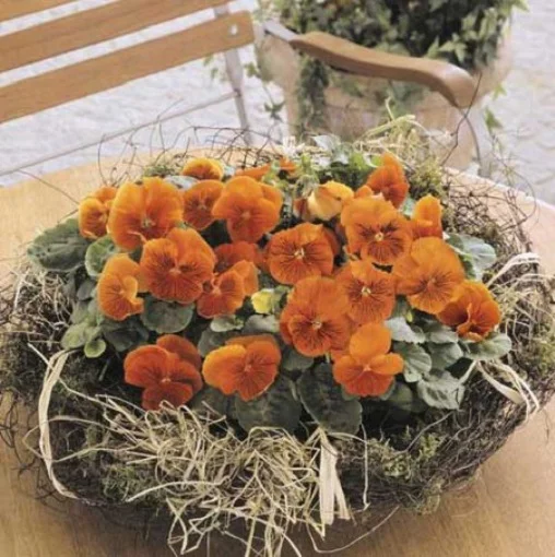 Виола виттрока Кетс F1 100 семян оранжевая, Benary flowers - Фото 2