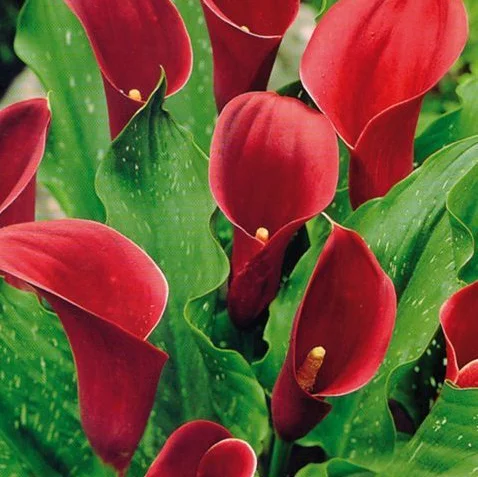 Калла Majestic Red крупноцветковая (10828), De Ree