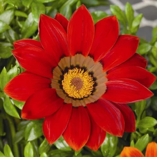 Газанія Газу F1 100 насіння твердолиста червона з обідком, Syngenta Flowers