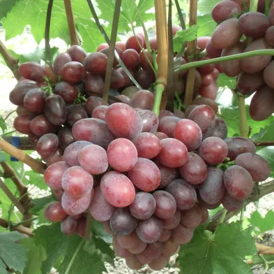 Саженцы винограда Фаэтон