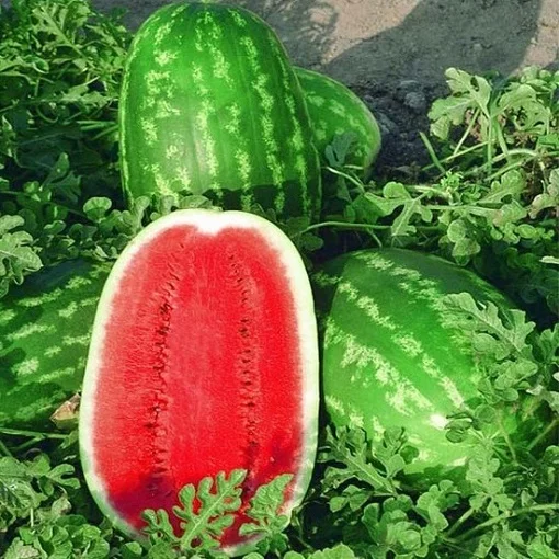 Арбуз Думара F1 8 семян среднеспелый, Nunhems Zaden - Фото 2