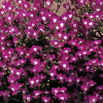 Лобелия каскадная Регатта 200 дражированных семян розовая, Pan American flowers