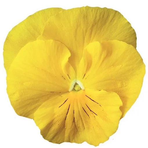 Виола виттрока Колоссус F1 100 семян желтая, Syngenta Flowers