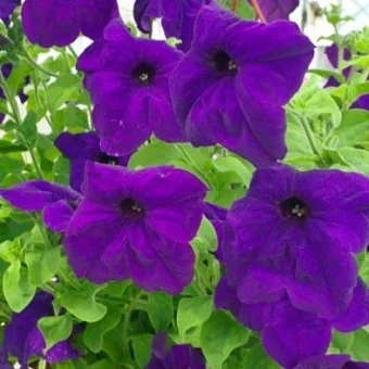 Петунія каскадна Самба F1 100 дражованого насіння фіолетова, Hem Genetics
