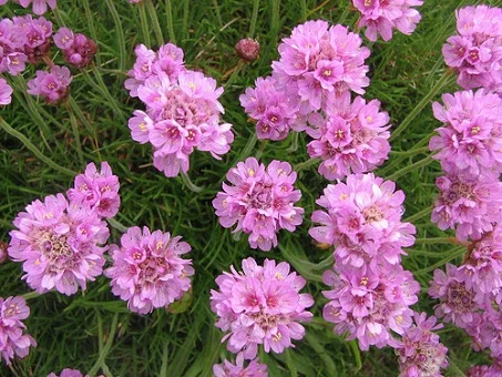 Армерия приморская Армада 100 семян розовая, Syngenta Flowers