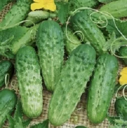 Огірок Надя F1 20 насіння бджолозапильний середньоранній, Wing Seed - Фото 2
