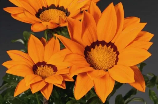 Газания Газу F1 100 семян жестколистная оранжевая с ободком, Syngenta Flowers