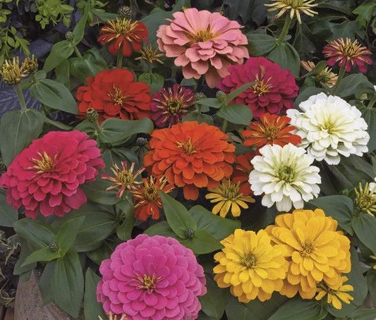 Цінні елегантні Магеллан F1 100 насіння суміш, Syngenta Flowers