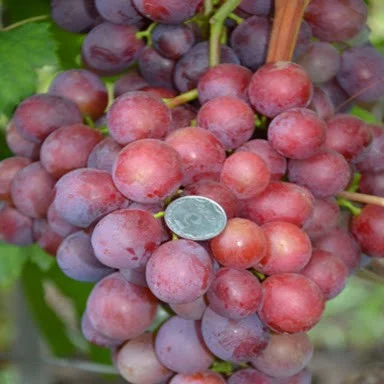 Саженцы винограда Апполон Никопольский мускат