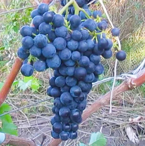 Саженцы винограда Альминский