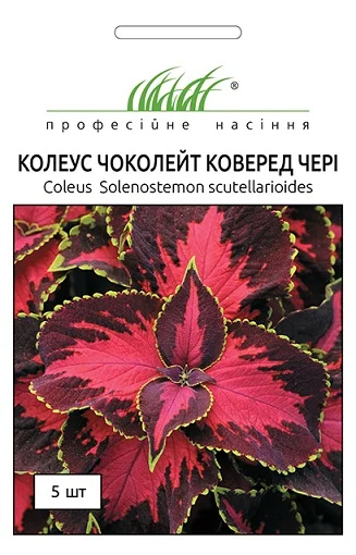 Колеус Блюма Сан Чоколет Коверед 5 насіння чері, Pan American flowers