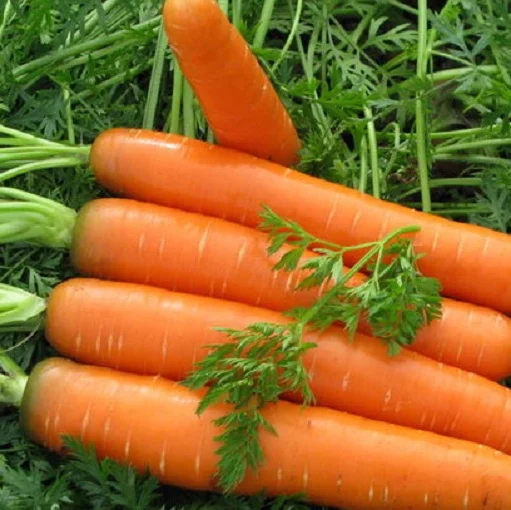 Морковь Нантес Тип-Топ 500 г среднеранняя, Unigen Seeds