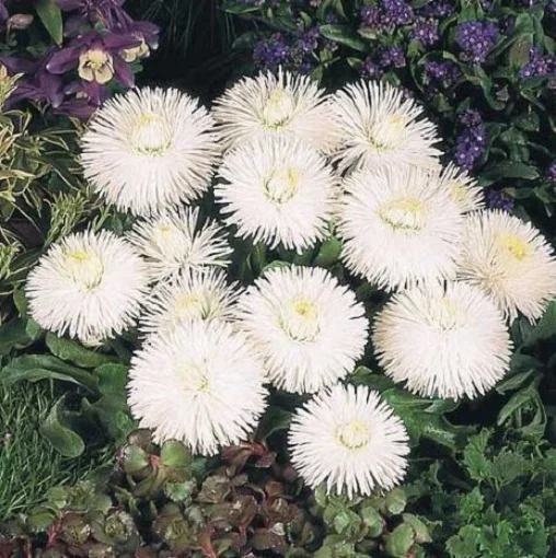 Маргаритка Хабанера 250 дражованого насіння біла, Benary flowers