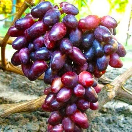 Саженец винограда Мария Магдалина