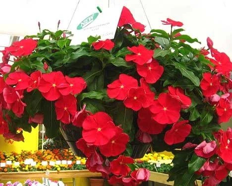 Катарантус ампельный Медитер F1 100 семян темно-красный, Pan American flowers