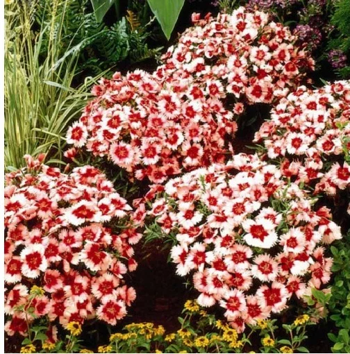 Гвоздика Супер Парфайт F1 100 дражированных семян бело-розовая, Syngenta Flowers