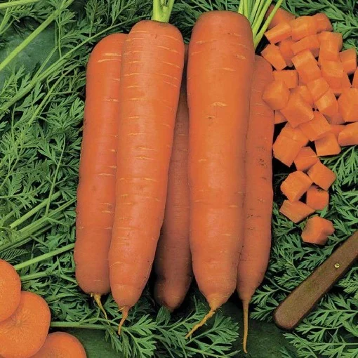 Морковь Скарла 500 г поздняя, Tezier