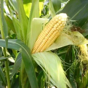 Афина-Н ФАО-320 стандарт кукуруза кормовая, Semences