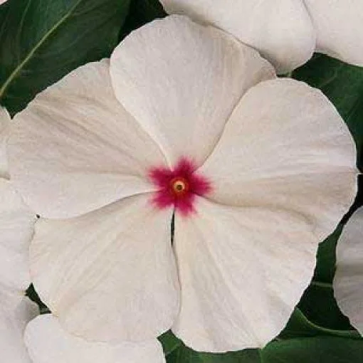 Катарантус Титан F1 100 семян белый с глазком, Pan American flowers