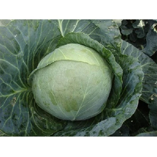 Капуста Куізор F1 20 насіння білокачанна середньорання, Syngenta - Фото 4