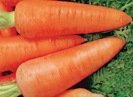 Морковь Шантане Роял 500 г среднеспелая, ТМ Витас - Фото 2