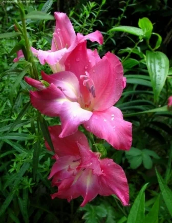 Гладиолус Rose Charm низкорослый Colvillii (10125), De Ree