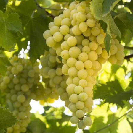 Саженцы винограда Солярис