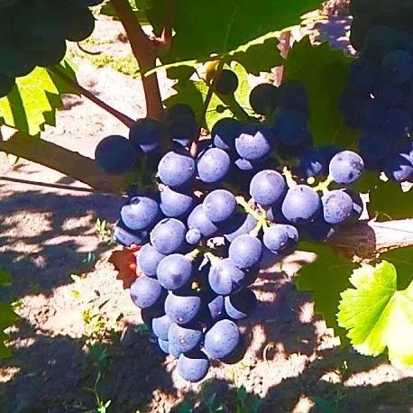 Саженцы винограда Каберне Дорса