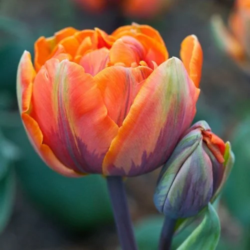 Тюльпан  Orange Princess 3 шт махровый, De Ree (10367)
