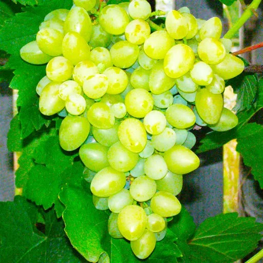 Саженец винограда Билли