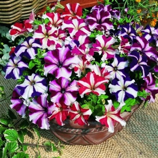 Петуния Ультра F1 1000 дражированных семян смесь биколор, Syngenta Flowers