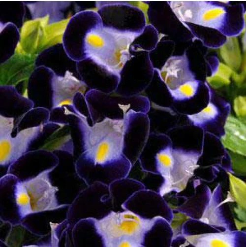 Торения Фурунье Кауай 100 дражированных семян темно-синяя, Pan American flowers