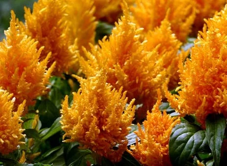 Целозия Айс Крем 200 семян перистая оранжевая, Pan American flowers - Фото 2