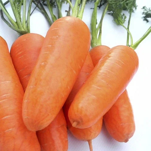 Морковь Кампино шантане ранняя 500 г, Satimex - Фото 2
