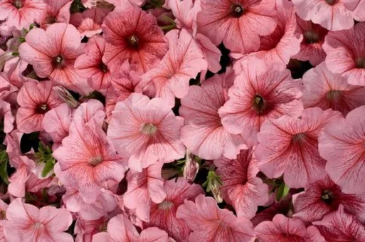 Петуния Селебрети F1 1000 дражированных семян розовый биколор, Benary flowers