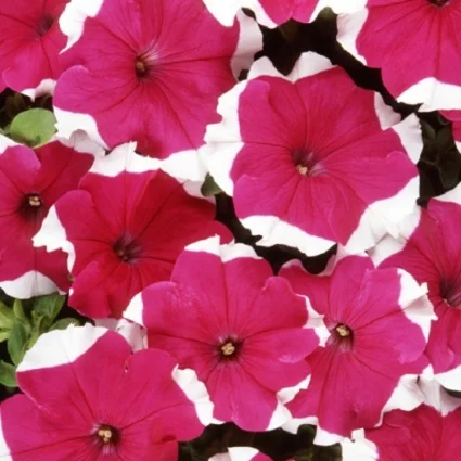 Петуния Дримс F1 1000 дражированных семян розовое пикоте, Pan American flowers